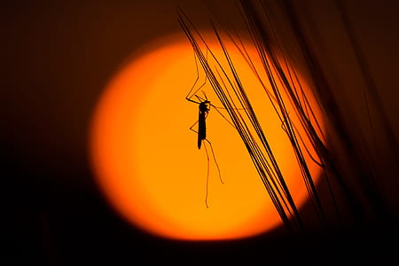 silhouette, insect, grasshopper thumbnail