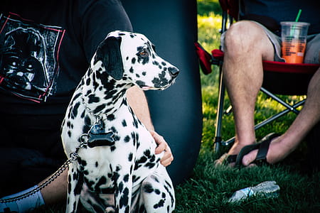 Adult White and Black Dalmatian Near Person Sitting on Chair thumbnail