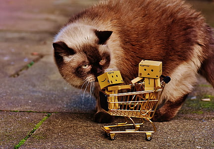cat standing near miniature cart thumbnail