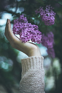 person touching purple flowers thumbnail