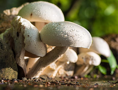 macro shot of white mushrooms thumbnail
