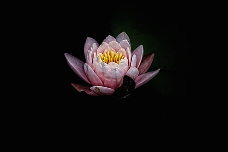 pink water lily on black background thumbnail