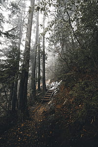 stand of trees during daytime thumbnail