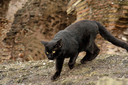 closeup photo Bombay cat thumbnail