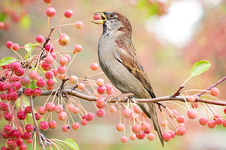 brown and gray bird on brown tree stem thumbnail