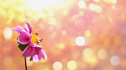 two bees perched on pink dahlia flower with orange bokeh photography background thumbnail