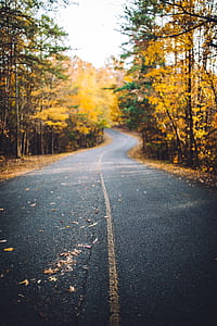 asphalt road surroundings trees thumbnail