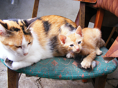 white, orange, and black calico cat and kitten on blue fabric chair thumbnail