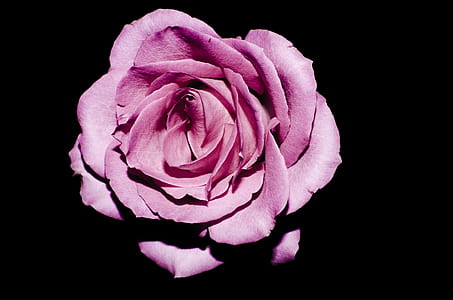 photo of purple rose thumbnail