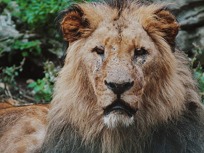 close up photo of lion thumbnail