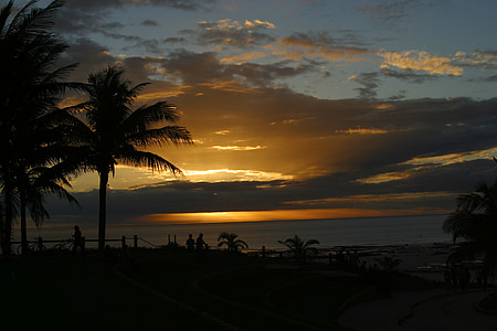 silhouette of coconut tree during golden hour thumbnail