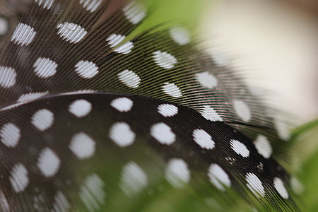 black and white polka-dot apparel thumbnail