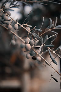 tilt shift lens photography of gray fruit thumbnail
