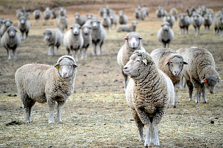 herd of sheep on brown field thumbnail