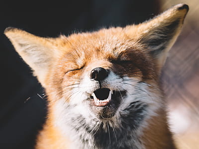 brown animal closeup photography thumbnail