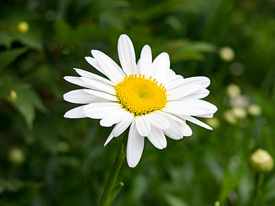 white petaled flower in bloom thumbnail