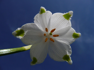 low angle photography of white lily flower thumbnail