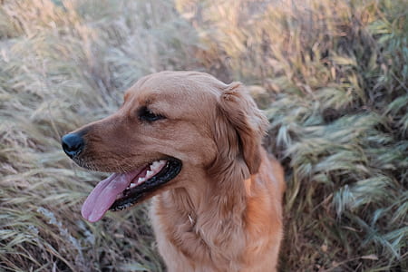 Dark Golden Retriever Sitting on the Grass thumbnail