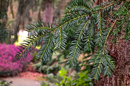 selective focus photography of green leafed plant thumbnail