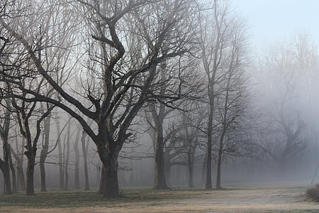 leafless trees thumbnail