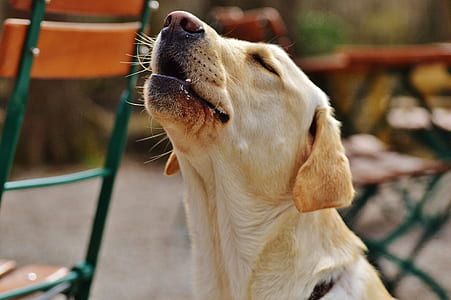 yellow Labrador retriever look up beside chair thumbnail