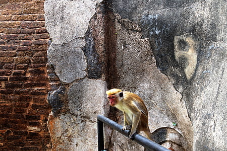 brown monkey standing on gray metal thumbnail