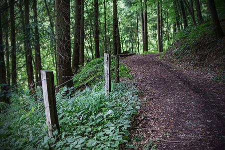 road, landscape, nature, forest thumbnail