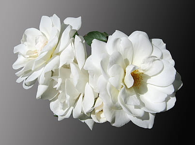 white petaled flowers thumbnail