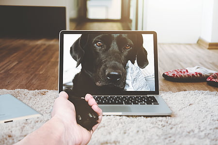 black Labrador retriever screengrab thumbnail