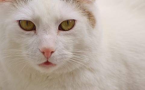 white cat thumbnail