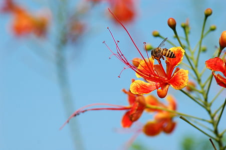 selective focus photography of bee on red and yellow petaled flower thumbnail