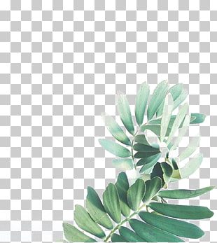 Leaf Watercolor painting Arecaceae, Watercolor Leaves, green leaves PNG clipart