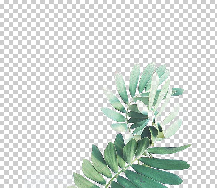 Leaf Watercolor painting Arecaceae, Watercolor Leaves, green leaves PNG clipart