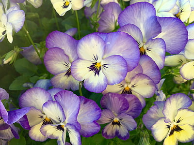 purple flower s thumbnail