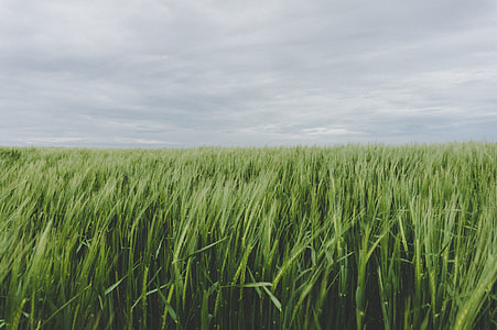 field of green grasses during daytime thumbnail