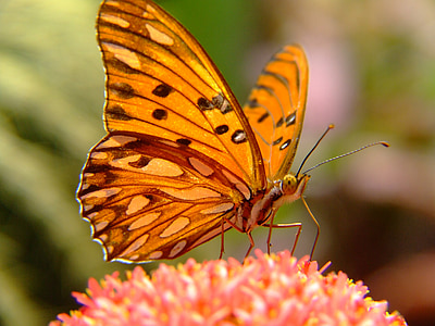 yellow butterfly on flower thumbnail