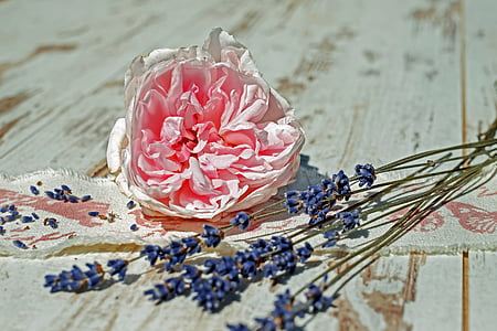 pink clustered flower and purple lavender thumbnail