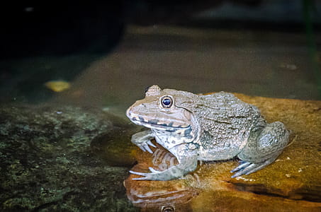 Frog in Thailand thumbnail