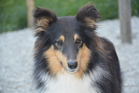 closeup photo of adult black Australian shepherd thumbnail