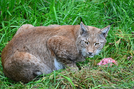 Brown Bobcat on Green Grass thumbnail