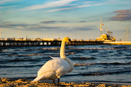 Selective Focus Photo of White Duck in Front of Sea thumbnail