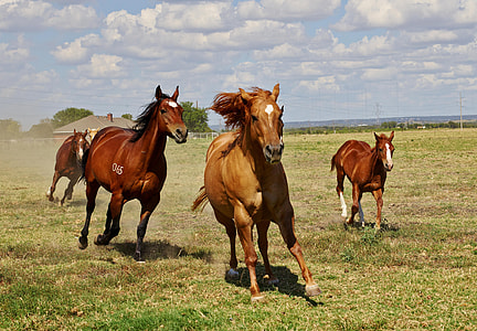 photography of four running Stallions on green grass field during daytime thumbnail