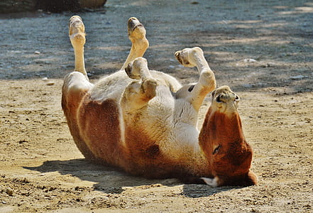 brown cattle lying on dirt thumbnail