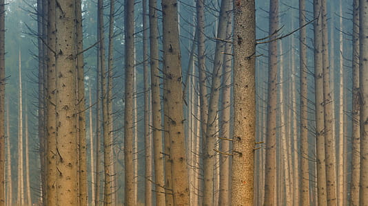 Brown Wood Trunks Illustration thumbnail