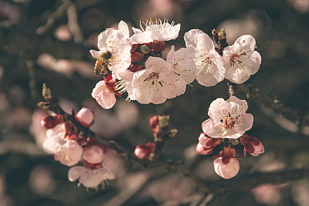 white cherry blossom flowers in close-up photo thumbnail