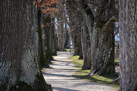 pathway between trees thumbnail