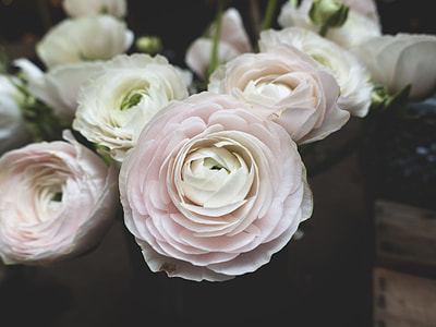 white carnation flowers thumbnail