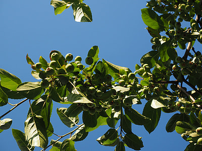 Zieraepfel, Wild Apples thumbnail
