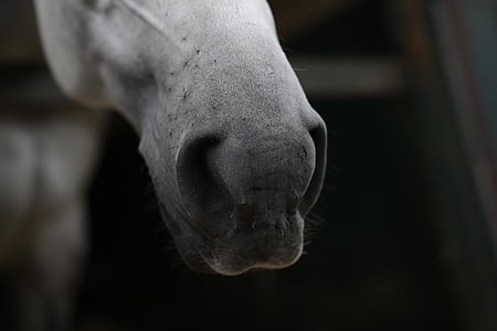 closeup photo of white horse face thumbnail