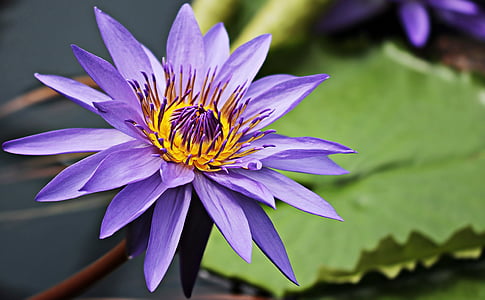 purple water lily flower in closeup photography thumbnail